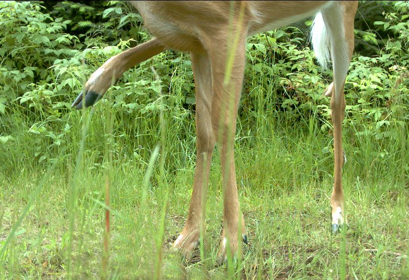 Deer_070311_1037hrs.jpg - White-tailed Deer (Odocoileus virginianus)
